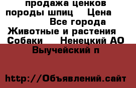 продажа ценков породы шпиц  › Цена ­ 35 000 - Все города Животные и растения » Собаки   . Ненецкий АО,Выучейский п.